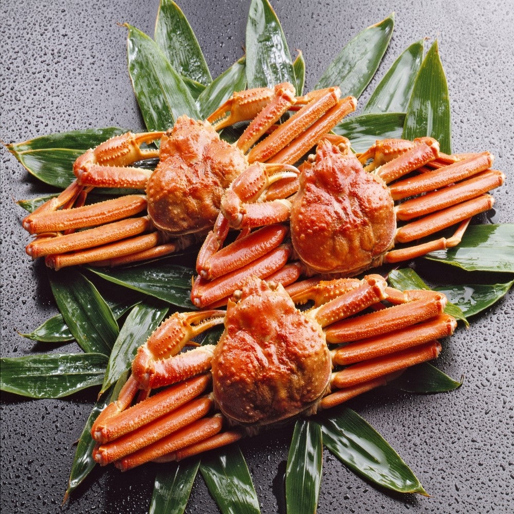 本ズワイガニ 姿まるごと3杯  — 新鮮な旨みを閉じ込めた逸品 約1.8kg〜2kg相当 —